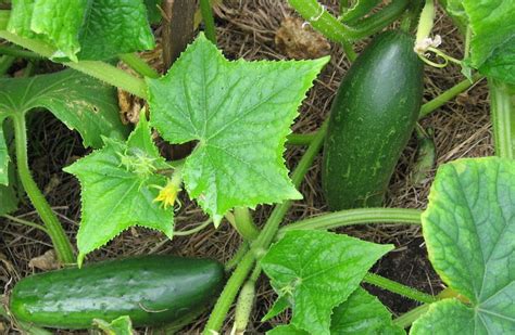 bahçede salatalık yetiştirme